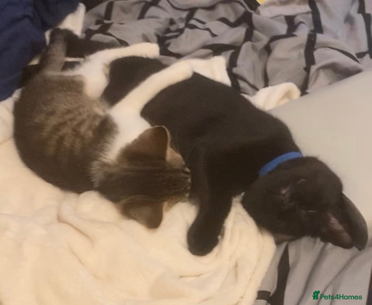 British Shorthair cats 2 kittens aged 4 and 5 months old - Advert 2
