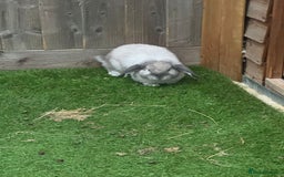 Mini Lop rabbits for sale: Mini lop 1 available  - Image 4