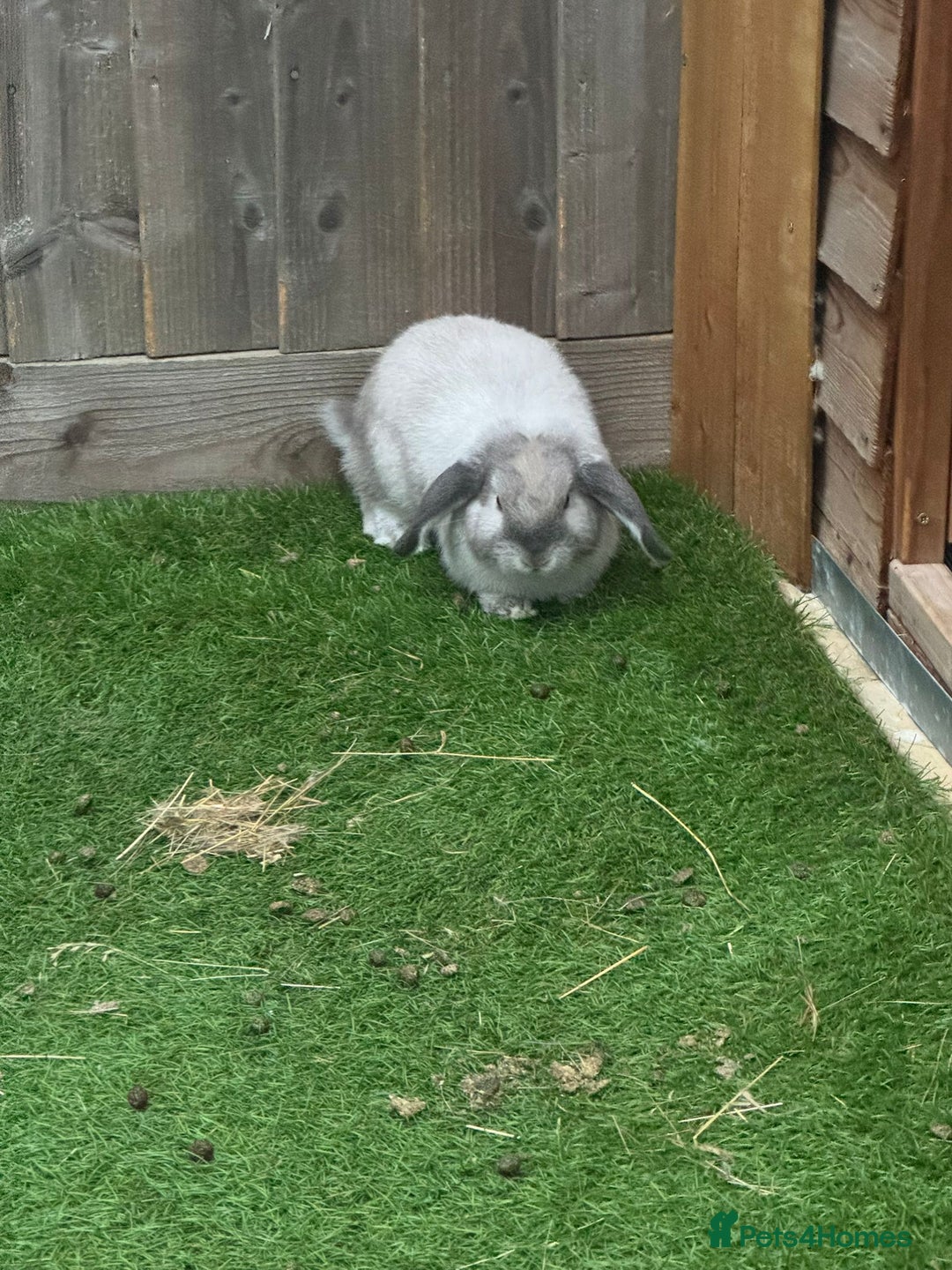 Mini Lop rabbits for sale: Mini lop 1 available  - Image 4
