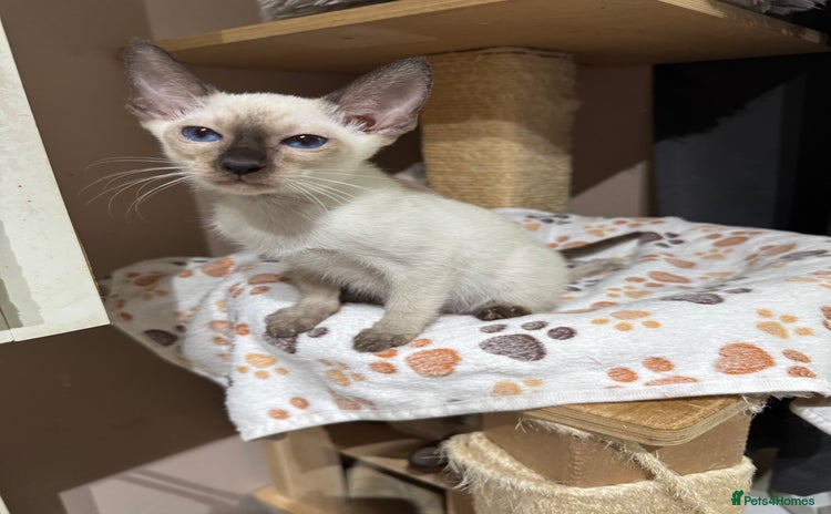 Siamese cats - Advert 2