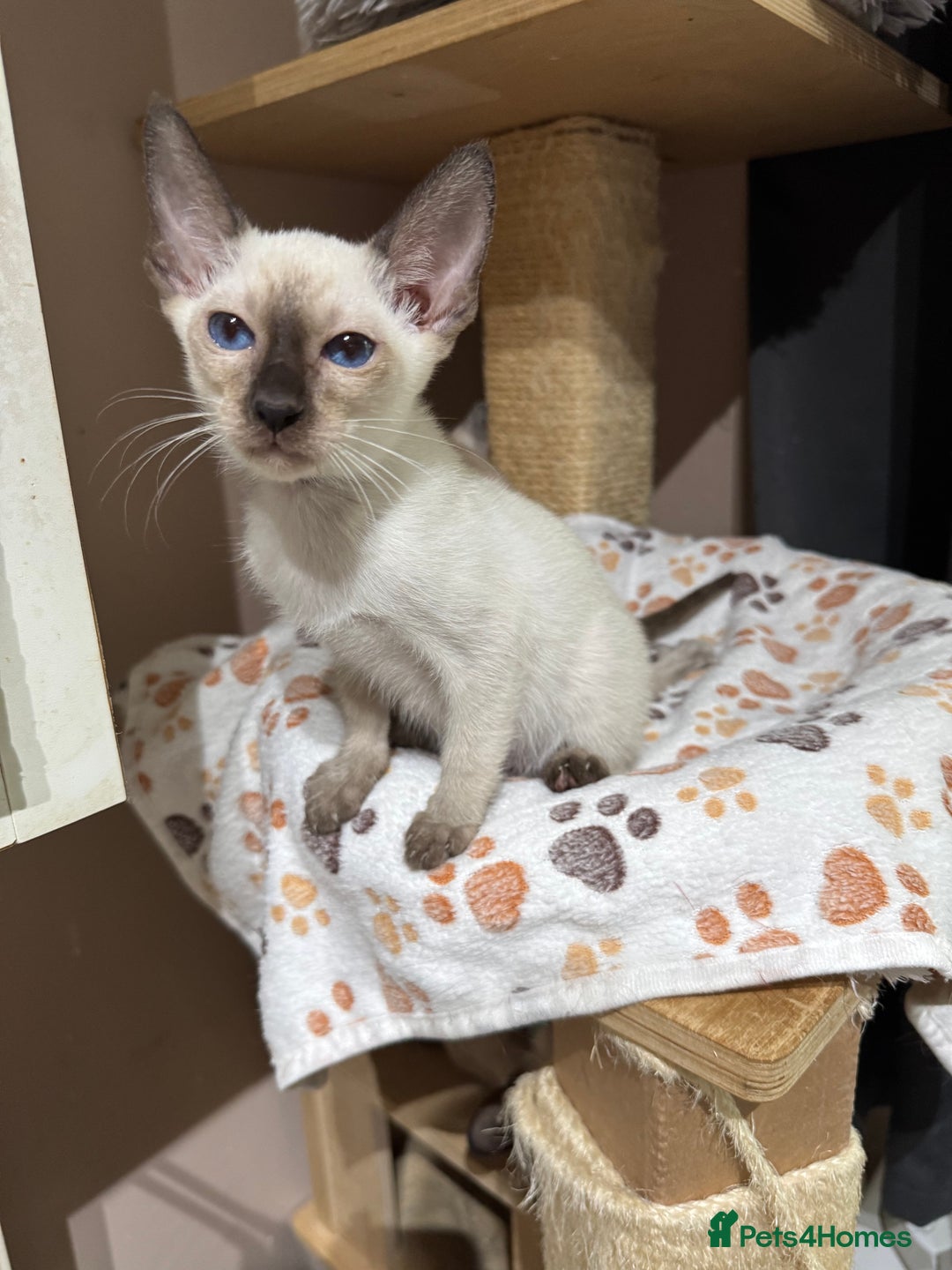 Siamese cats for sale: 1 cute Siamese girl available now-fully vaccinated - Image 3
