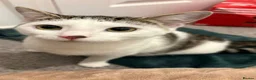 Domestic Shorthair cats for adoption: Meet Willow - A sweet girl looking for her forever - Advert 7