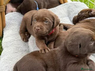 Labrador Retriever dogs ⭐️Chocolate and Silver Labrador puppies⭐️ - Advert 12