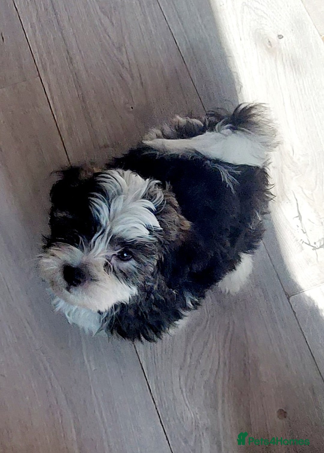 Mixed Breed dogs for sale: 3 beautiful male morkie puppies for sale - Image 5