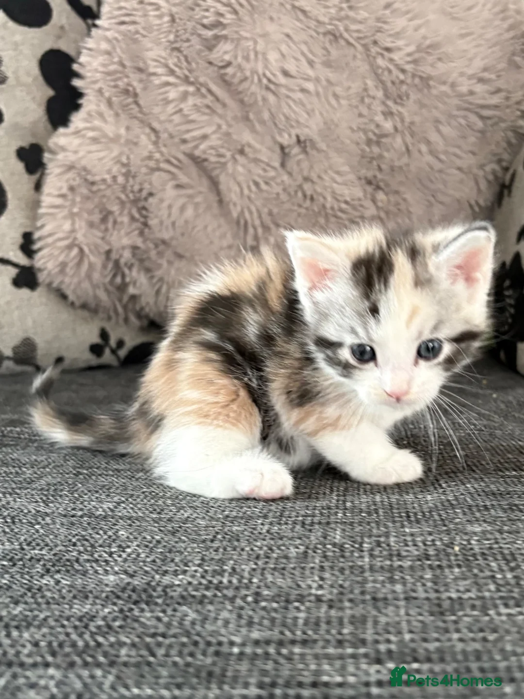 Maine Coon cats for sale:  Cross maine coon kittens - Advert 2