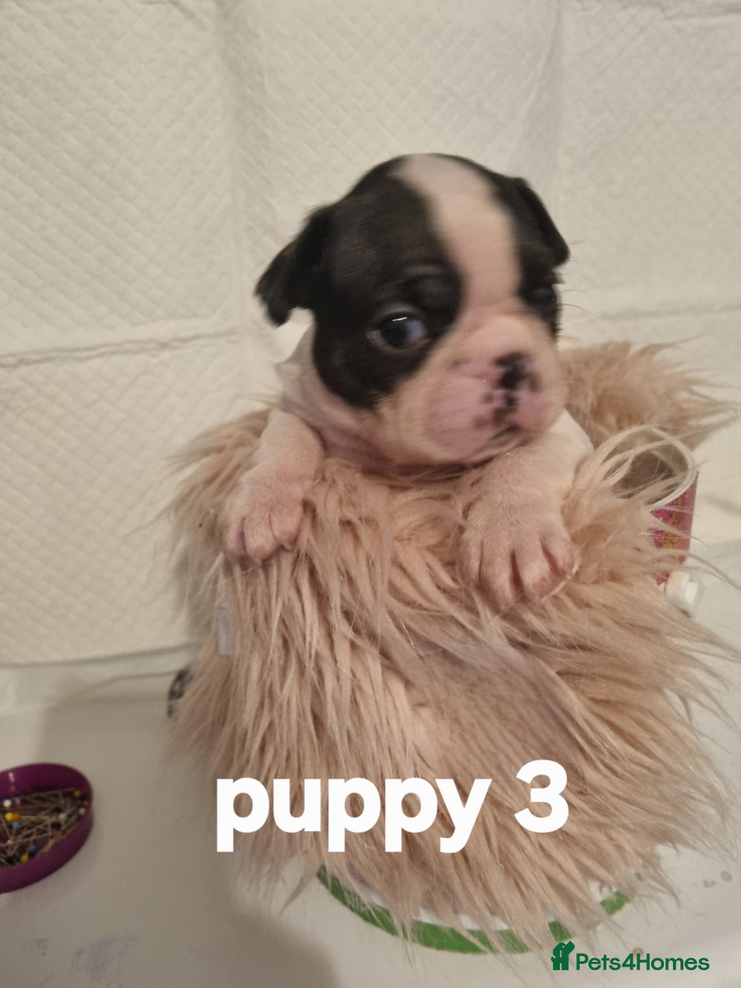Boston Terrier dogs for sale: Boston Terrier Puppies  - Advert 21