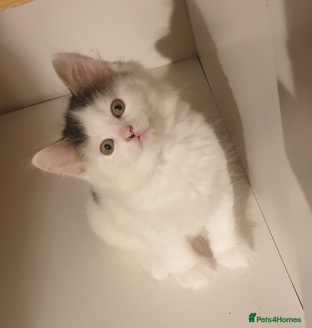 Mixed Breed cats for sale: Cute little boy  - Advert 7