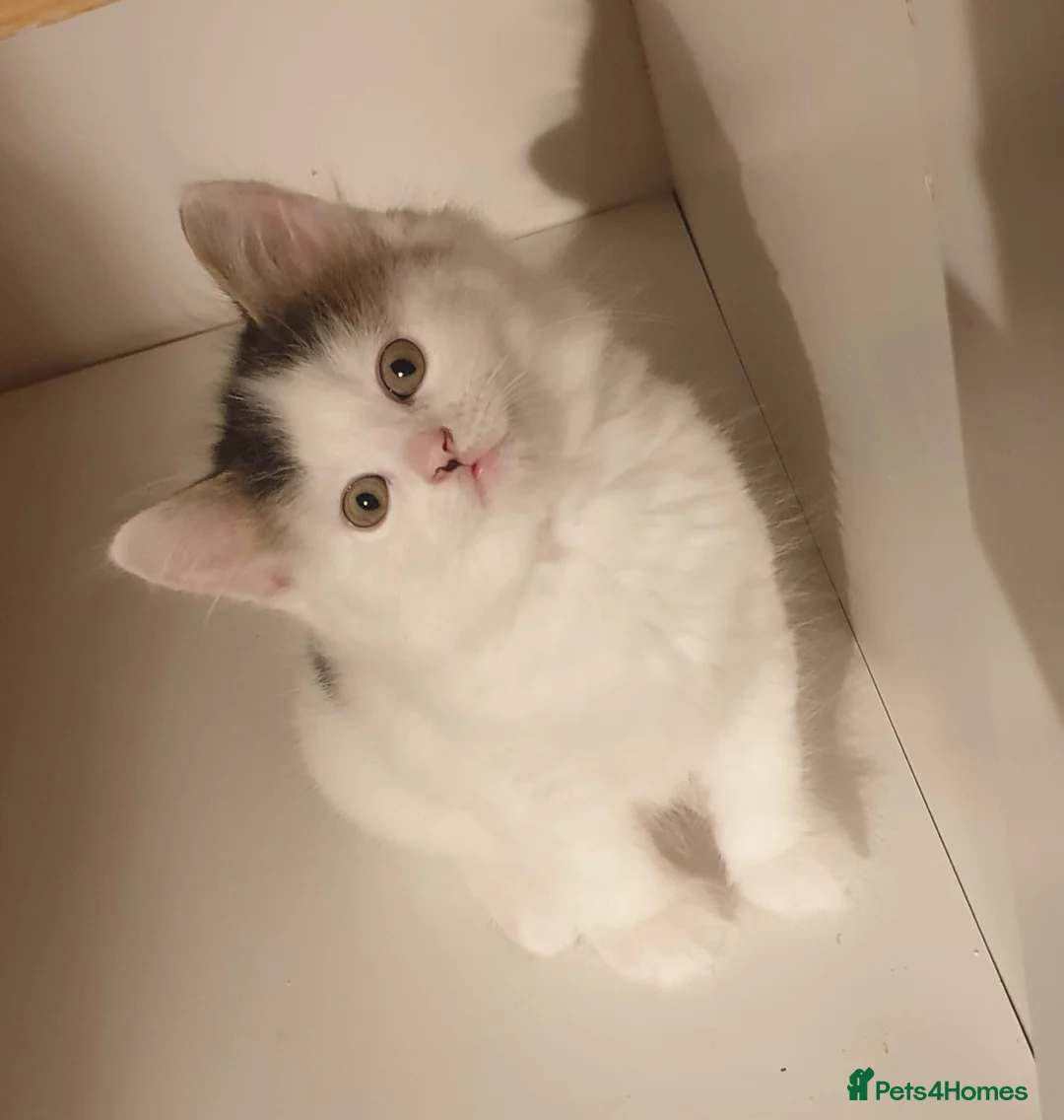 Mixed Breed cats for sale: Cute little boy  - Advert 7