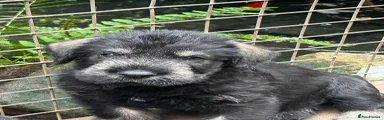 Giant Schnauzer 2