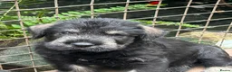 Giant Schnauzer dogs for sale: Very Rare pepper & salt giant schnauzer puppies in Derby - Advert 10