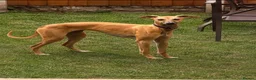 Whippet dogs for sale: Whippet for sale  in Doncaster - Advert 1