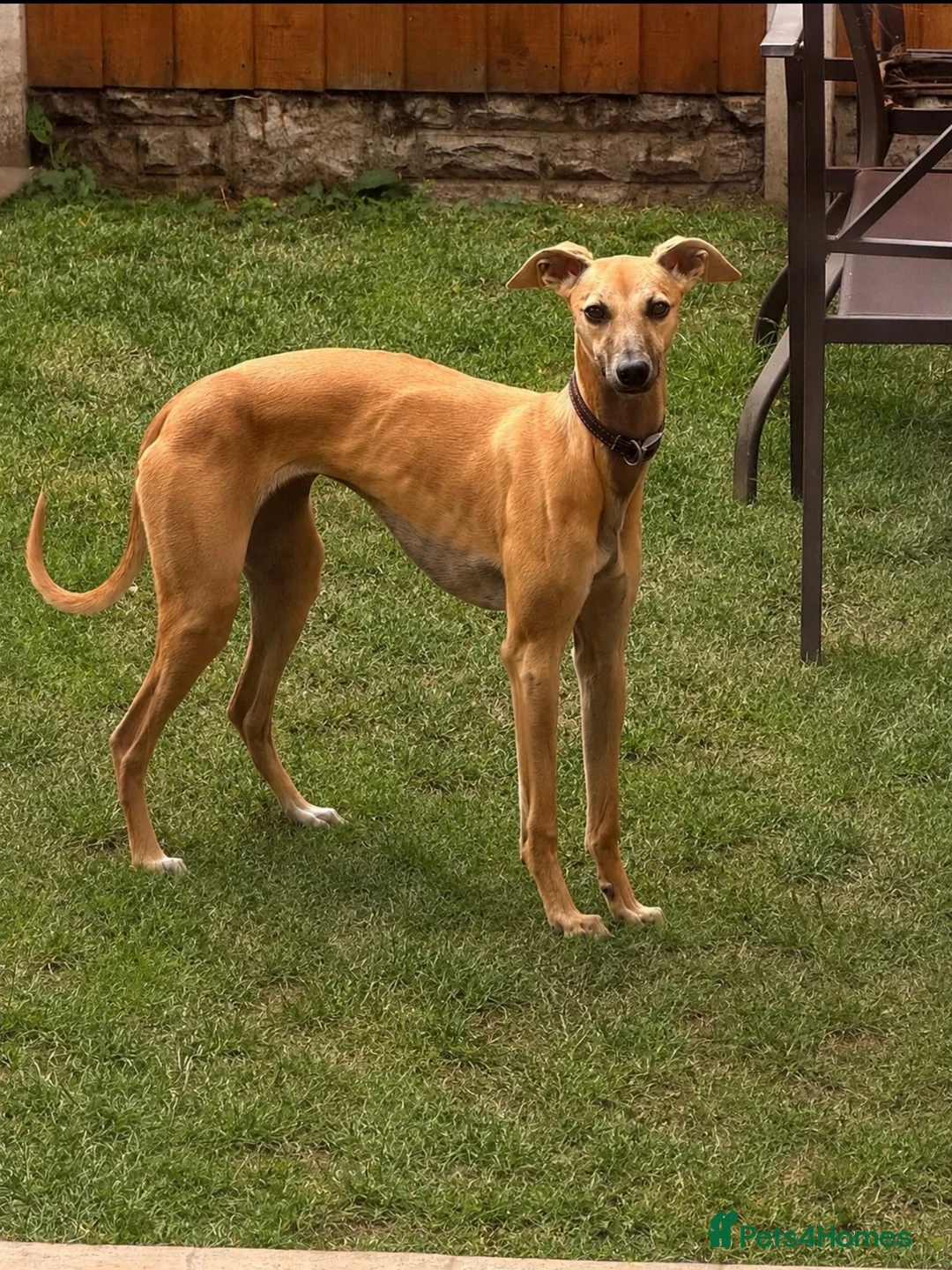 Whippet dogs for sale: Whippet for sale  in Doncaster - Advert 1