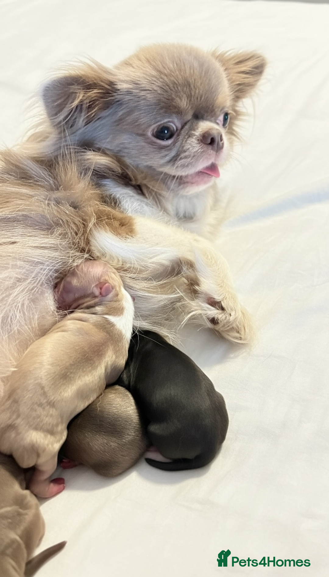 Chihuahua dogs for sale: True quality long coat  - Advert 9