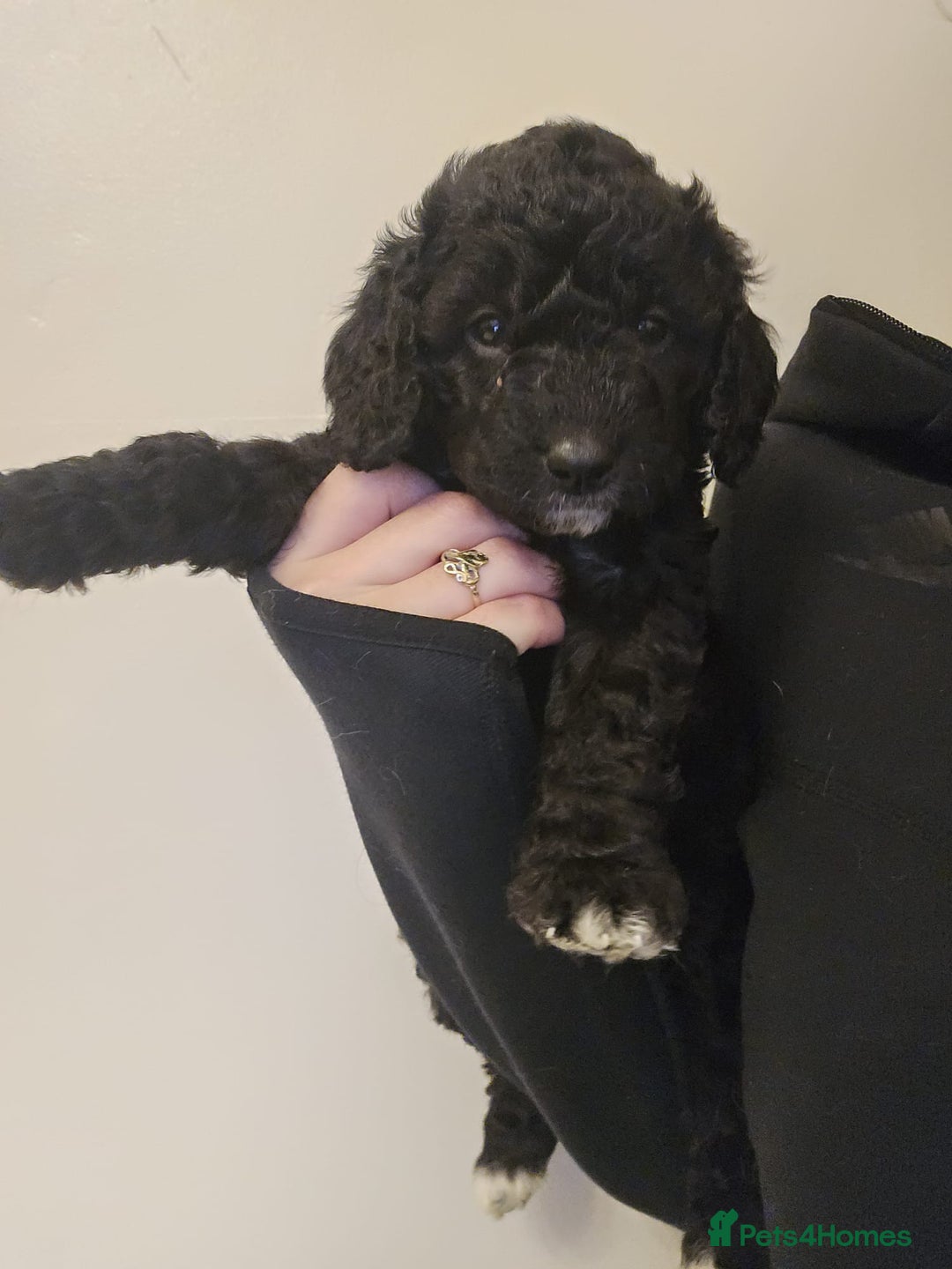Goldendoodle dogs for sale: Goldendoodles  - Advert 7