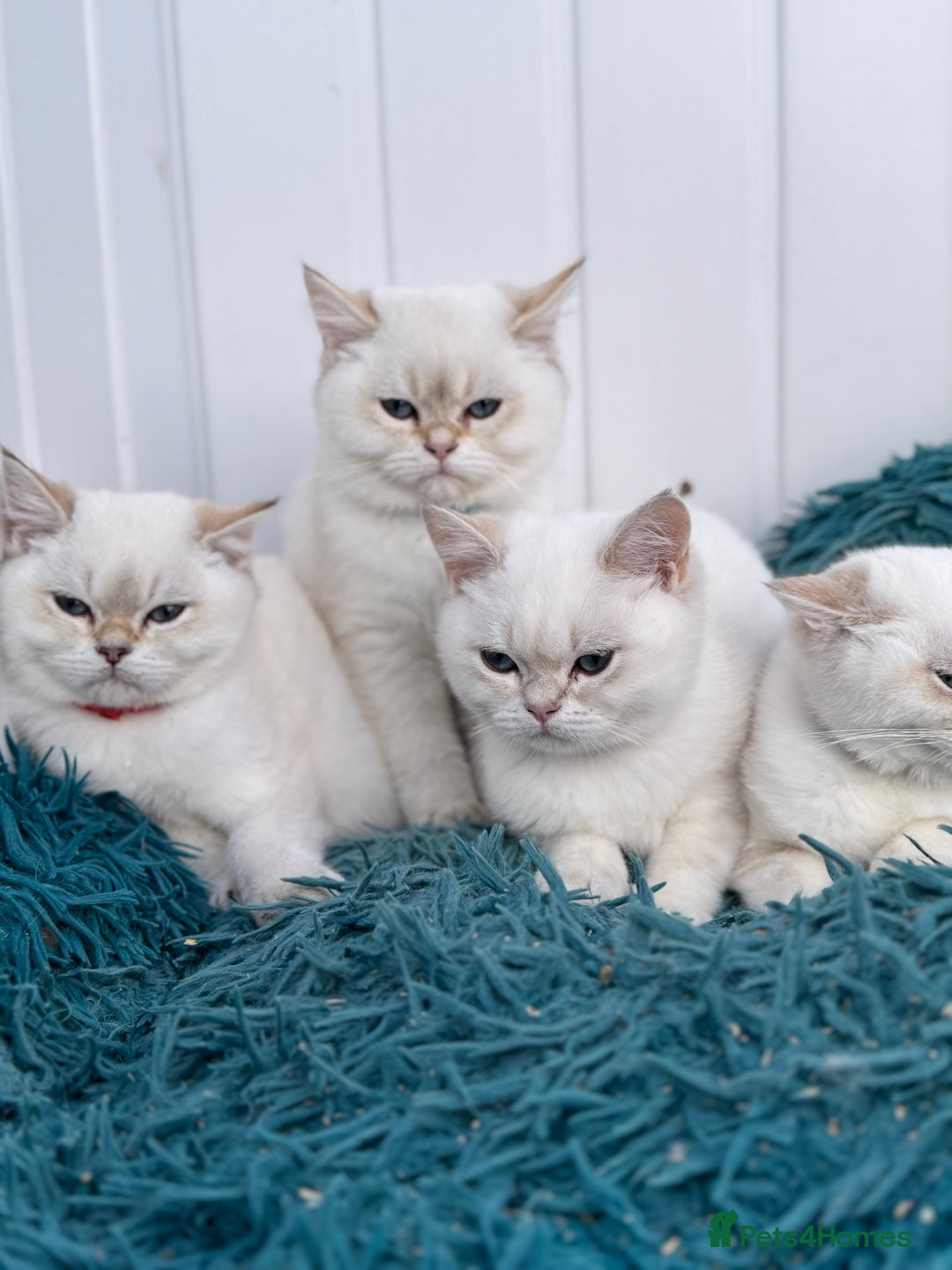 British Shorthair cats for sale: Beautiful Blue Gold & Choc Gold Colourpoint boys - Image 4