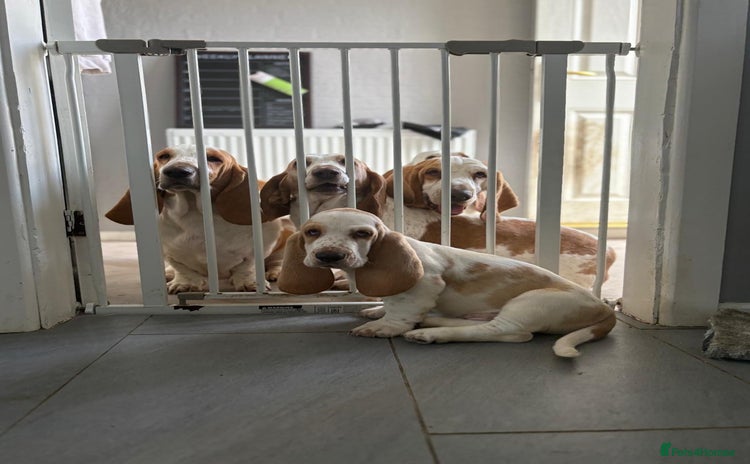 Basset Hound dogs - Advert 2