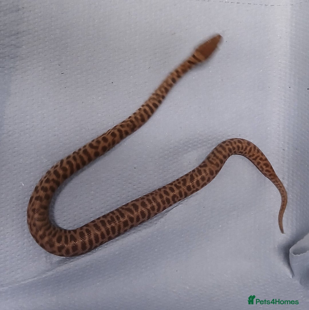 Python Snake reptiles for sale: Children's Pythons  - Image 5