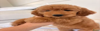 Labradoodle 1