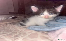 Mixed Breed cats for sale: 1 male 1 female 7 week old kitten  - Image 6