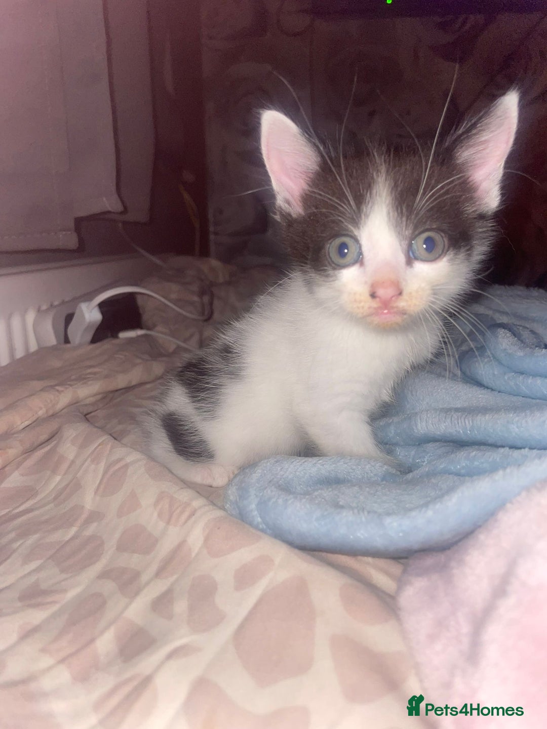 Mixed Breed cats for sale: 1 male 1 female 7 week old kitten  - Image 6