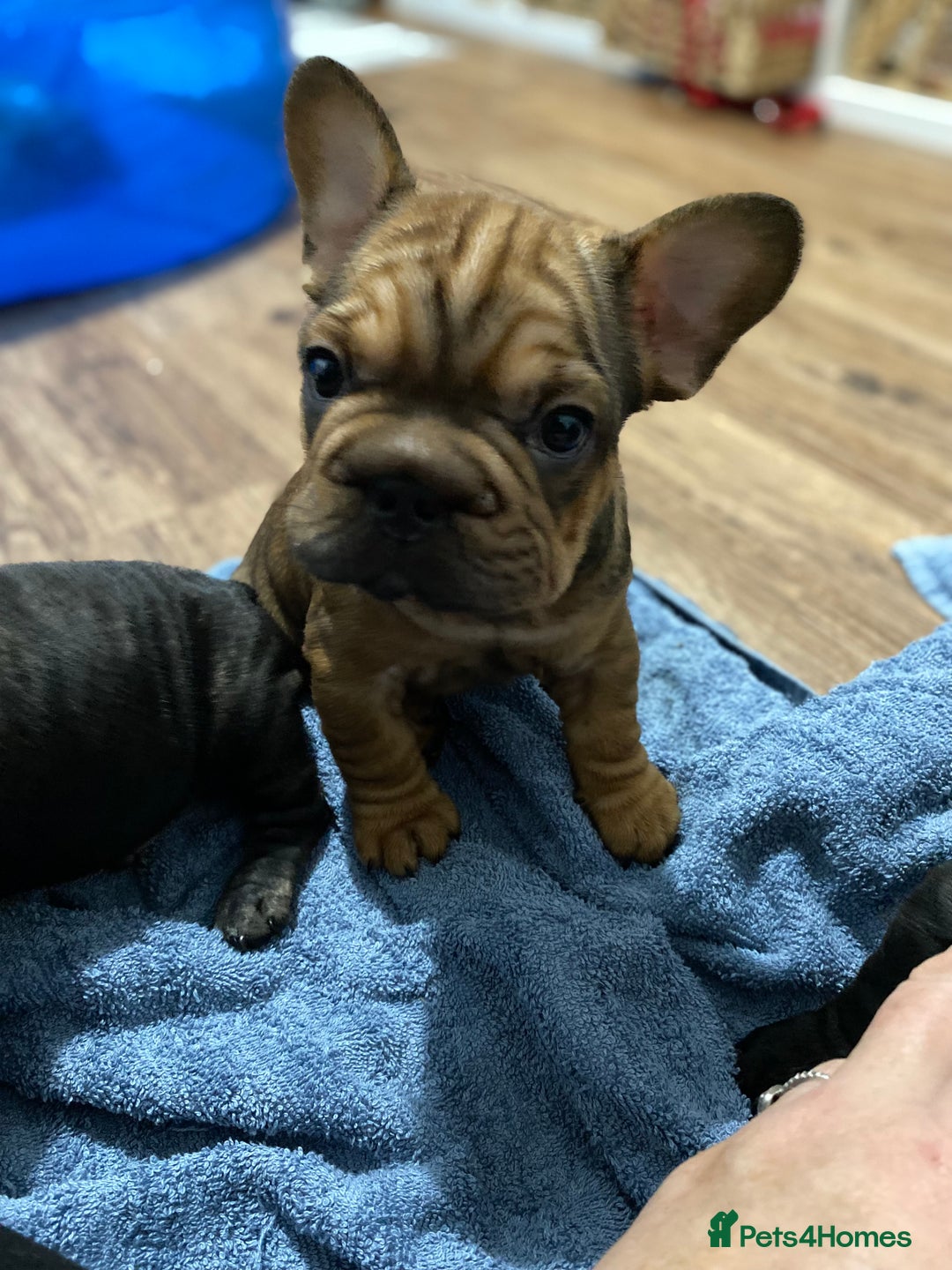 French Bulldog dogs for sale: 🐾 KC FRENCHIE PUPS 🐾 ready to leave last boy   - Advert 21