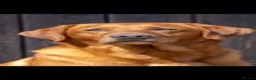 Labrador Retriever dogs for sale: KC Registered Labrador Puppies - Advert 4