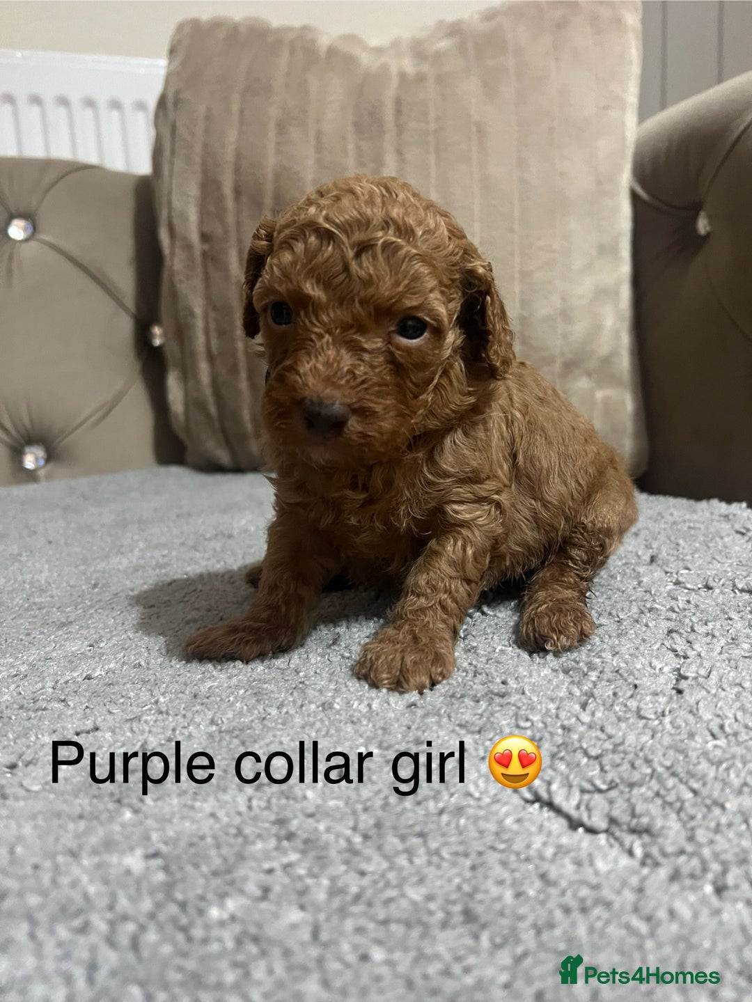 Cavapoo dogs for sale: Cavapoos ready 22nd January  - Advert 18