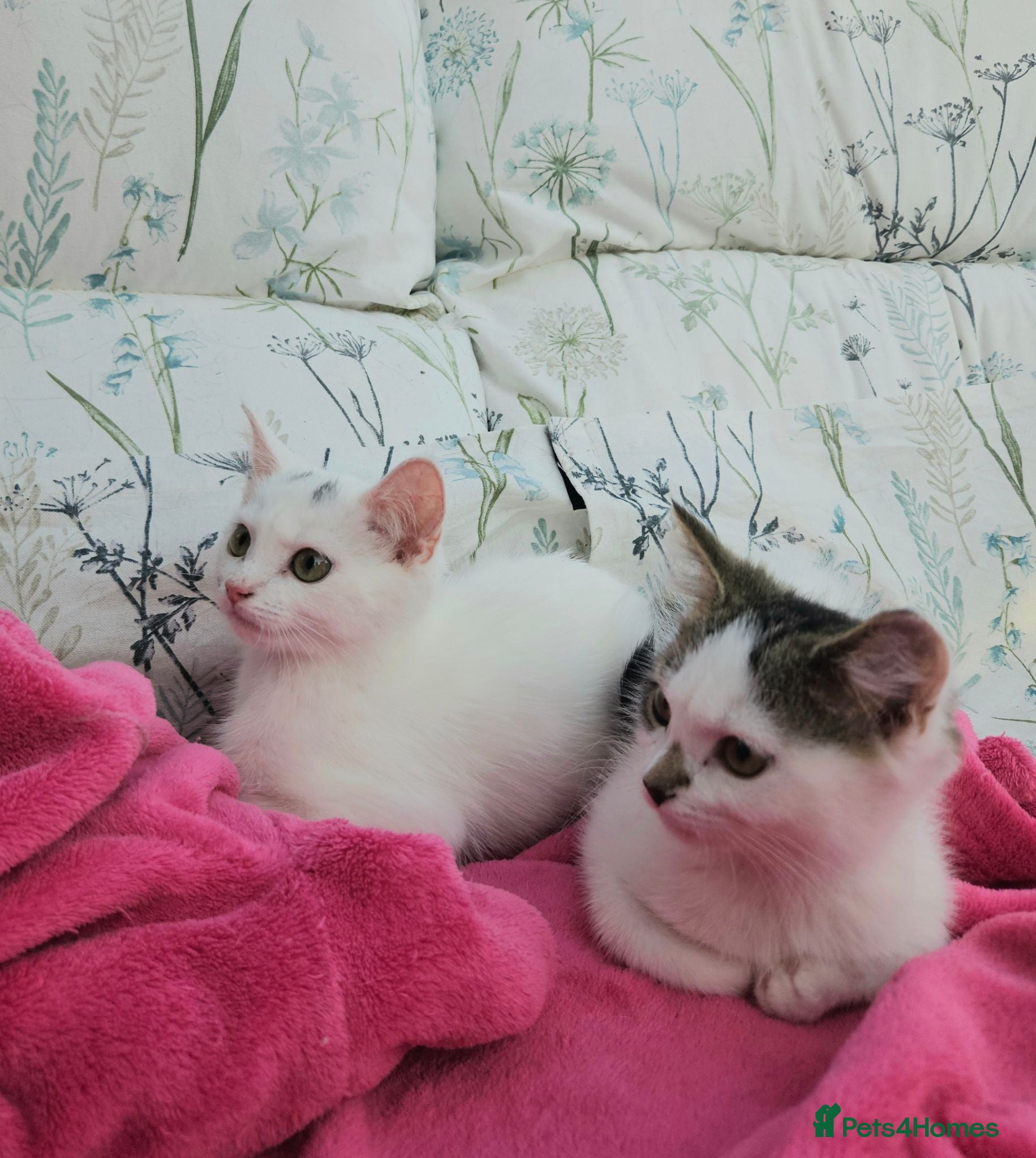 Mixed Breed cats Female kittens 14 weeks old  - Advert 1