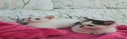 Mixed Breed cats for sale: Female kittens 14 weeks old  - Advert 1