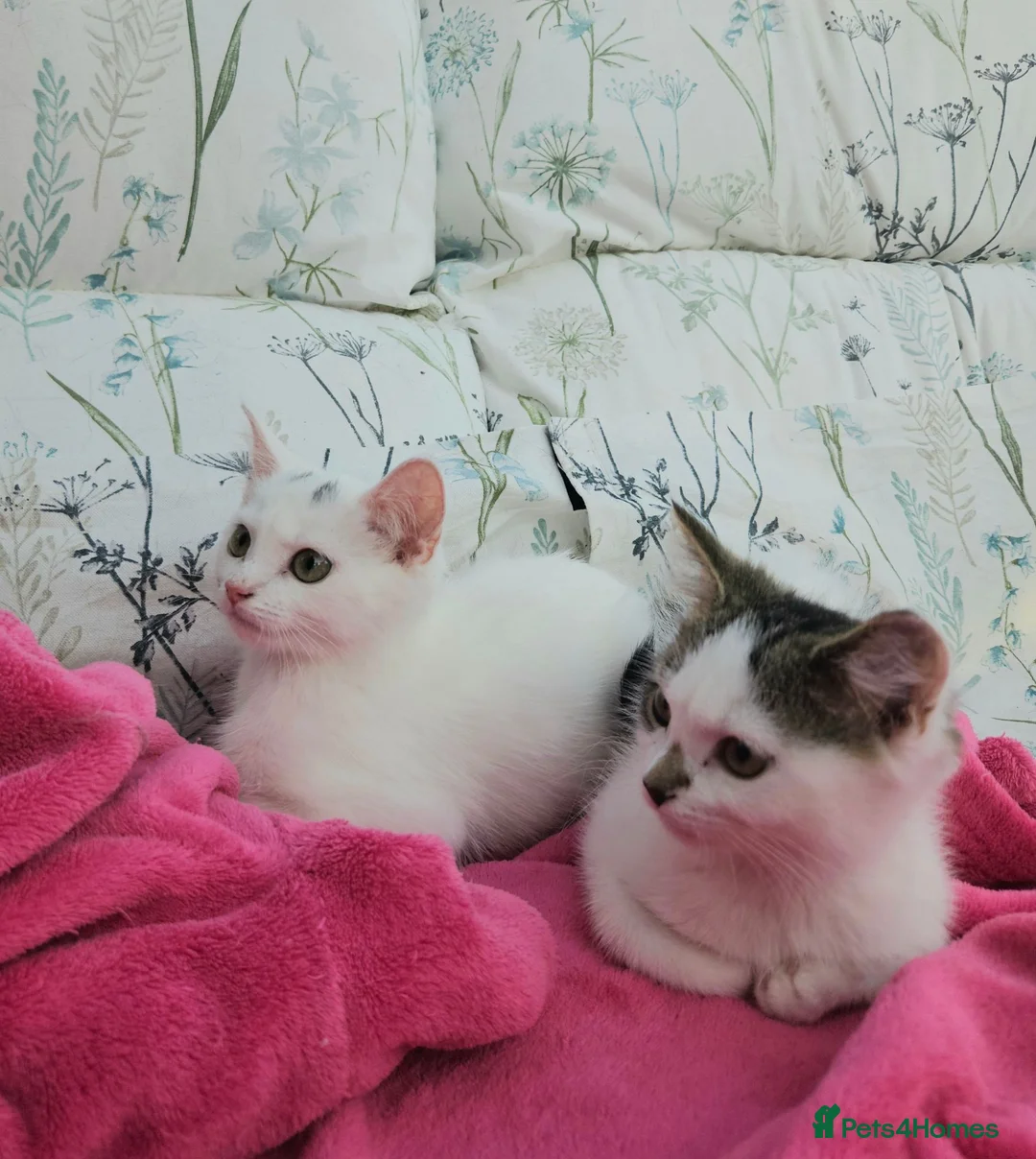 Mixed Breed cats for sale: Female kittens 14 weeks old  - Advert 1
