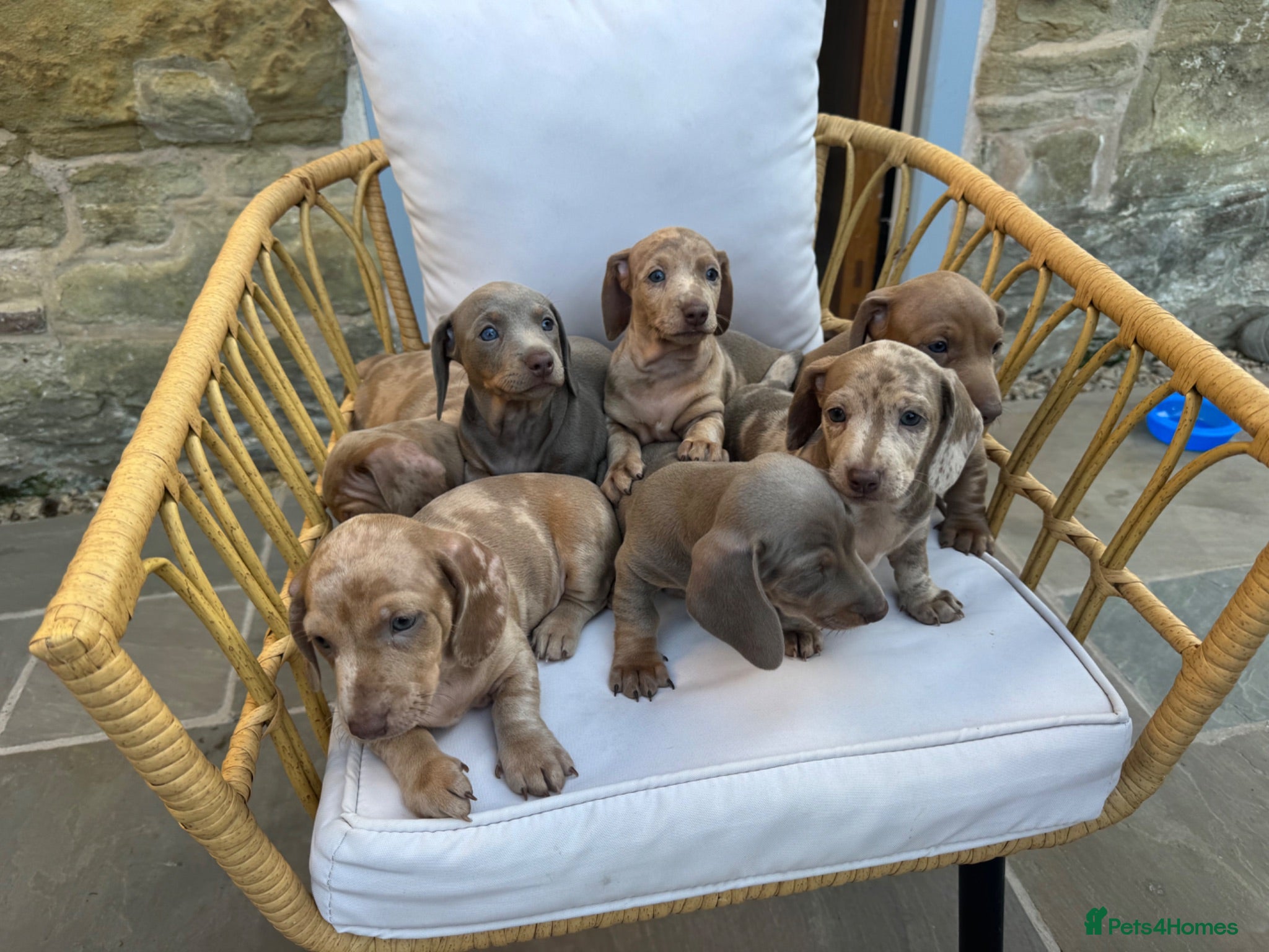 Miniature Dachshund dogs Beautiful Miniature Dachshund Puppies - Advert 1