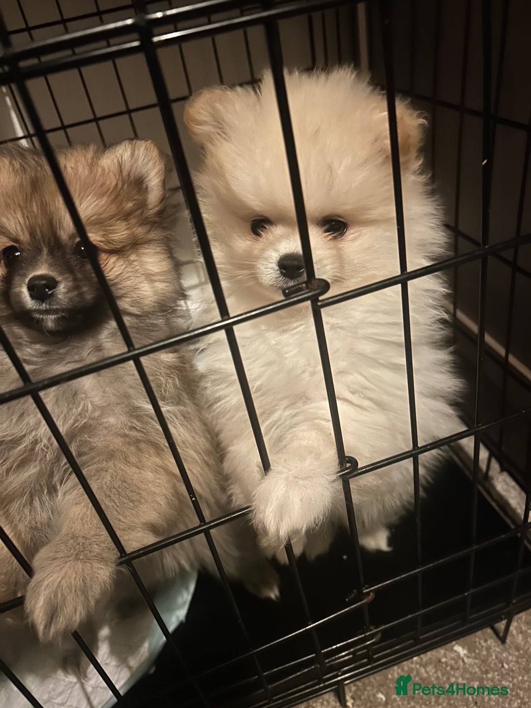 Pomeranian dogs for sale: Ready now***tiny teddy faced Pomeranian baby’s.  - Advert 21