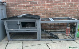 English Lop rabbits for sale: Rabbits - Image 2