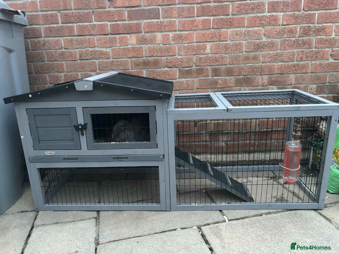 English Lop rabbits for sale: Rabbits - Image 2