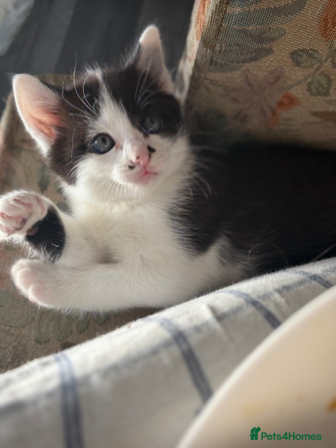 Mixed Breed cats for sale: 3 beautiful stunning and gorgeous kittens for you - Image 7