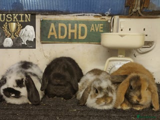 Mini Lop rabbits - Advert 4