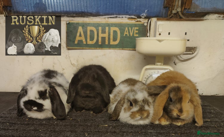 Mini Lop rabbits - Advert 7