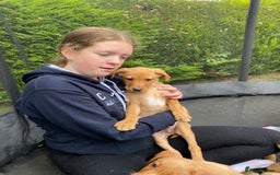 Labrador Retriever dogs for sale: Fox Red lab puppies for sale - Image 11