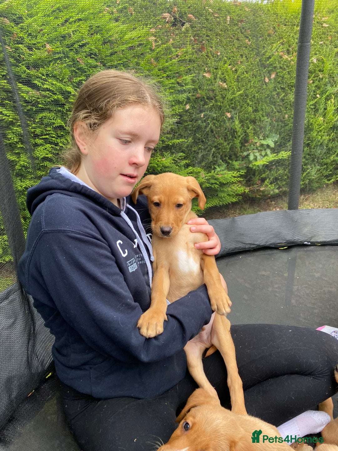 Labrador Retriever dogs for sale: Fox Red lab puppies for sale - Image 11