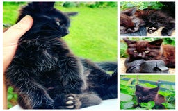 York Chocolate cats for sale:  Kitten 🐈‍⬛ - Image 5