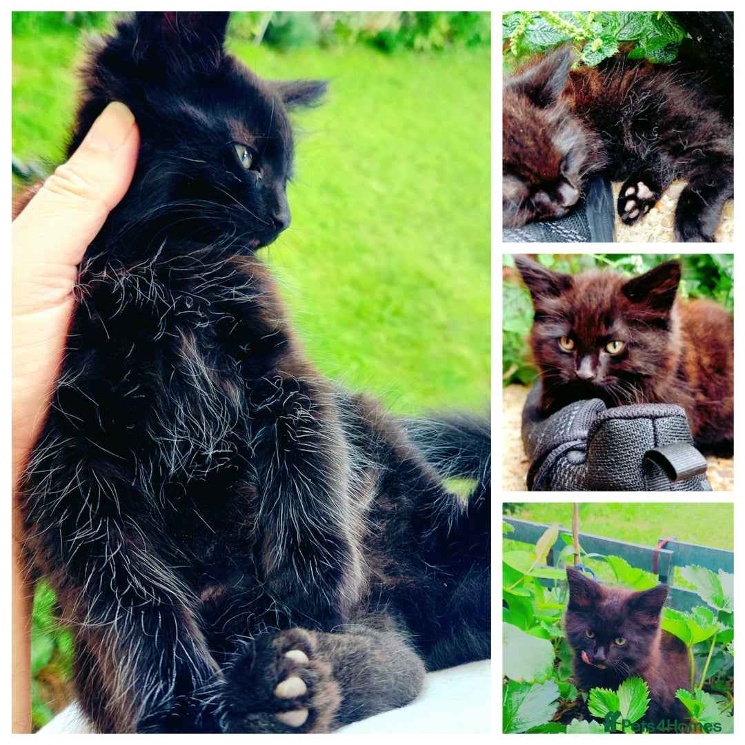 York Chocolate cats for sale:  Kitten 🐈‍⬛ - Image 5