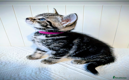 Bengal cats for sale: Beautiful Bengal x Mainecoon moggies - Image 4