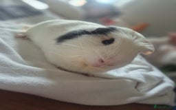 Guinea Pig rodents for sale: 2 x male guinea pigs. Bonded brothers - Image 1
