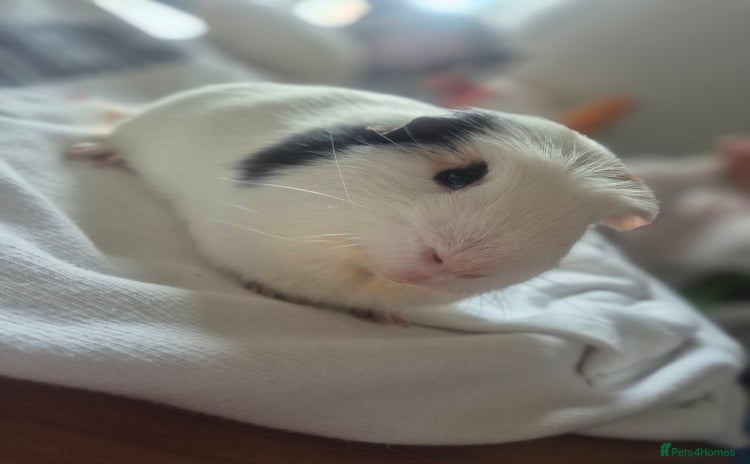 Guinea Pig rodents - Advert 12