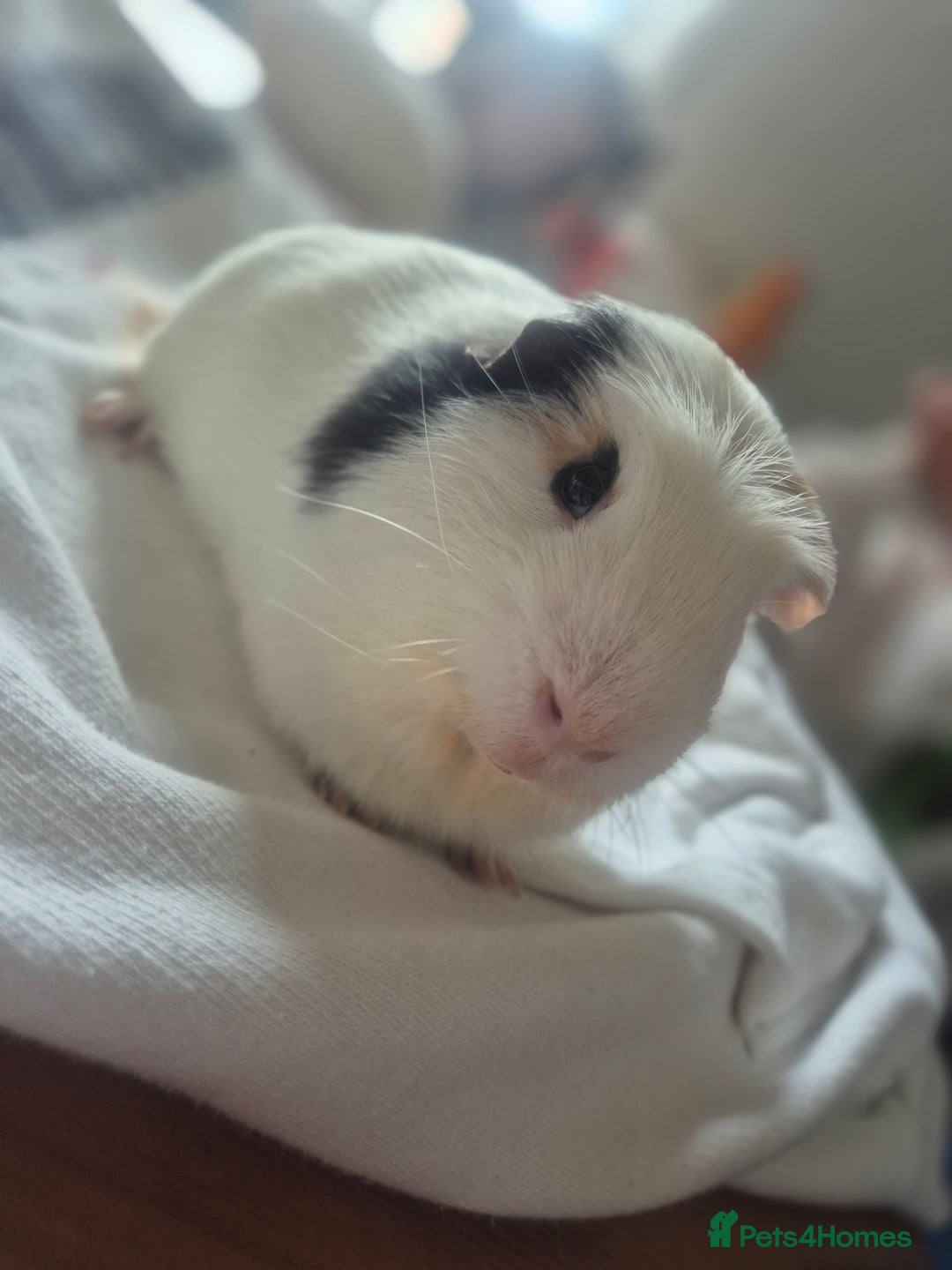 Guinea Pig rodents for sale: 2 x male guinea pigs. Bonded brothers - Image 1