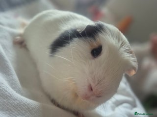 Guinea Pig rodents - Advert 27