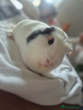 Guinea Pig rodents - Advert 7