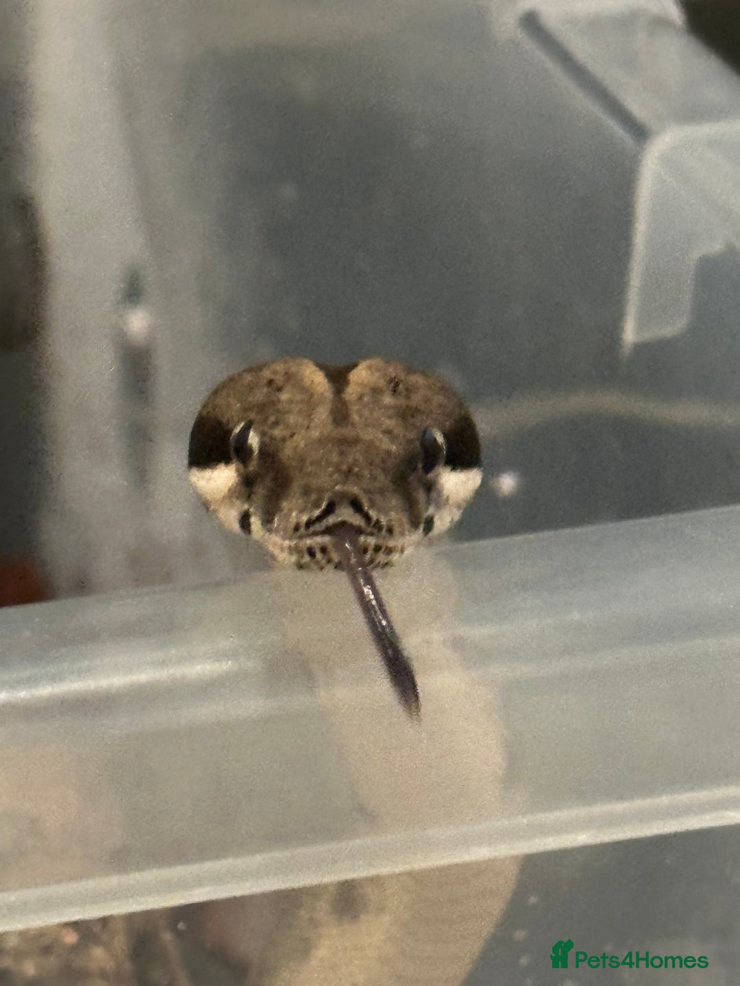 Boa Snake reptiles for sale: Male boa - Image 4