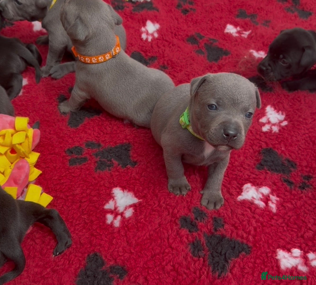 Staffordshire Bull Terrier dogs KC Health Tested Staffordshire Bull Terriers - Advert 2