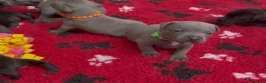 Staffordshire Bull Terrier 5
